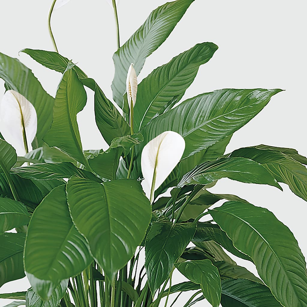 Tranquil Moments Peace Lily Plant – St Lucie Flower Venue And Gifts, Fort Pierce FL