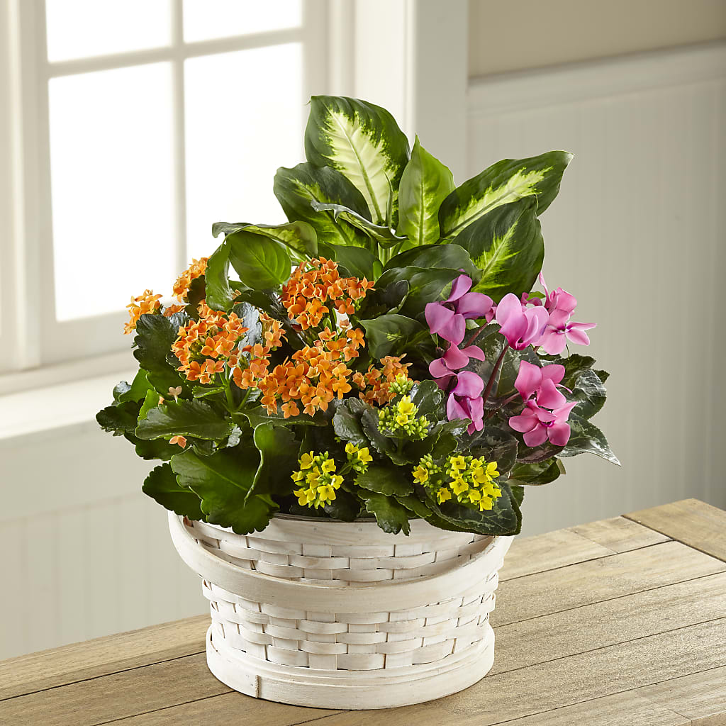 Color Crush Dishgarden – St Lucie Flower Venue And Gifts, Fort Pierce FL