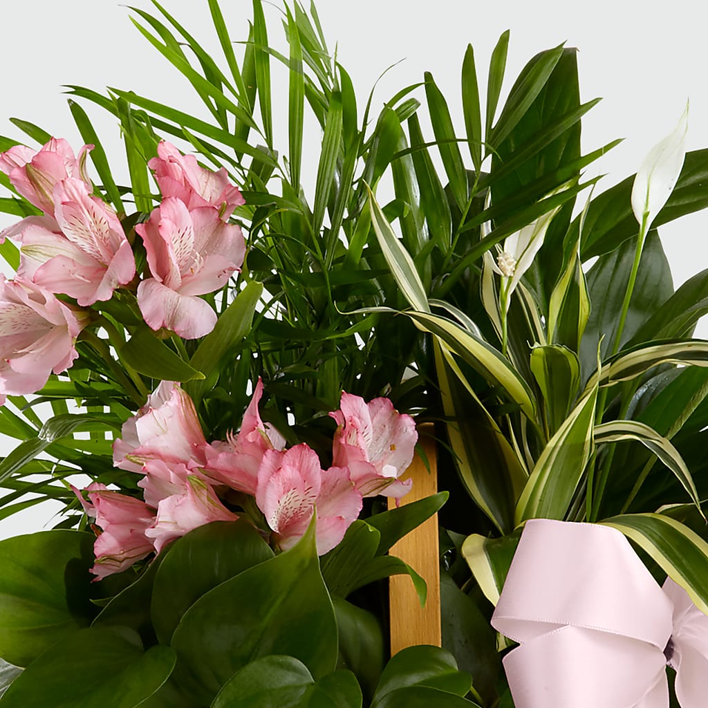 Living Spirit Dishgarden – St Lucie Flower Venue And Gifts, Fort Pierce FL