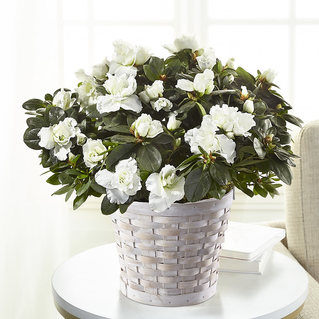 White Azalea Plant – St Lucie Flower Venue And Gifts, Fort Pierce FL