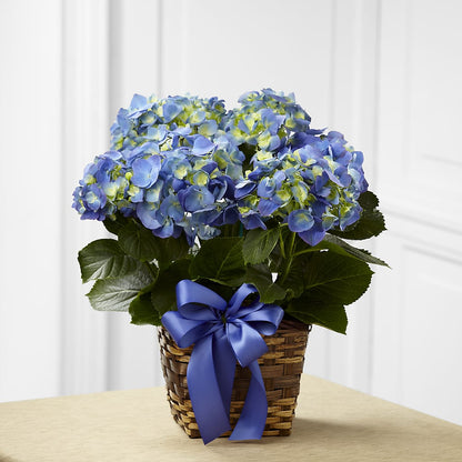 Blue Hydrangea Planter –  St Lucie Flower Venue And Gifts, Fort Pierce FL