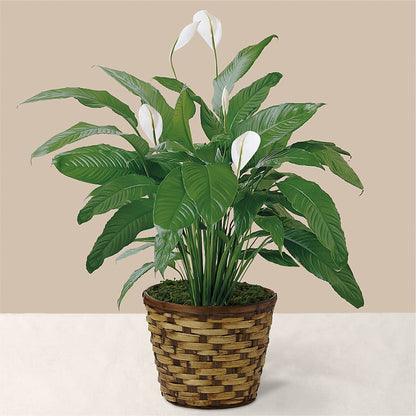 Tranquil Moments Peace Lily Plant –  St Lucie Flower Venue And Gifts, Fort Pierce FL