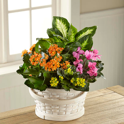 Color Crush Dishgarden –  St Lucie Flower Venue And Gifts, Fort Pierce FL
