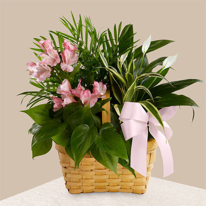 Living Spirit Dishgarden –  St Lucie Flower Venue And Gifts, Fort Pierce FL